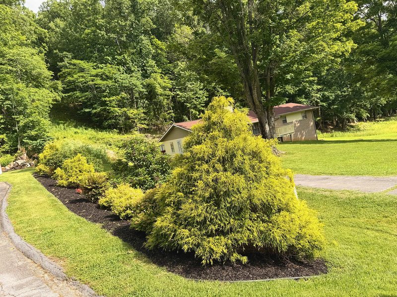 Dark mulch and a defined curved edge around established golden shrubs beside a driveway.