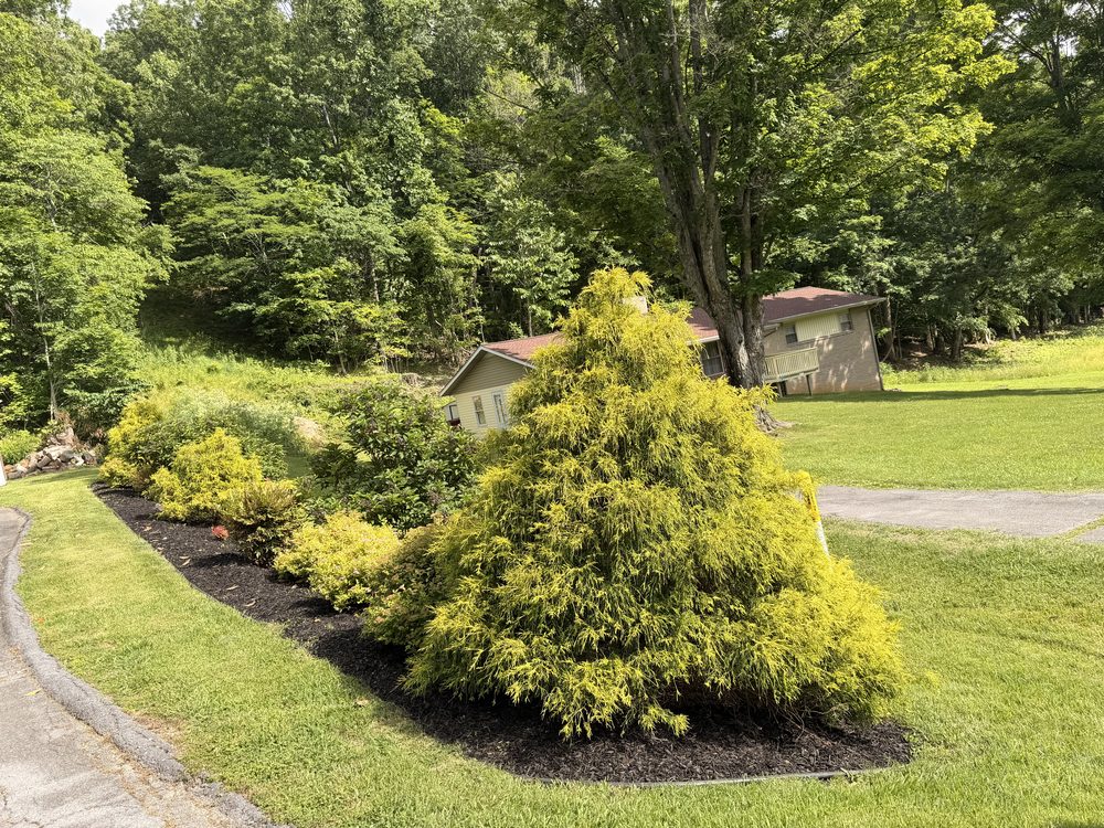 Curved mulched flower bed with golden threadleaf cypress maintained by Magnolia Gardens Landscaping in Kingsport, TN